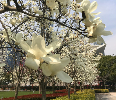 春暖花開，魔都游產(chǎn)品豐富多彩 入境旅游業(yè)務(wù)厚積薄發(fā)